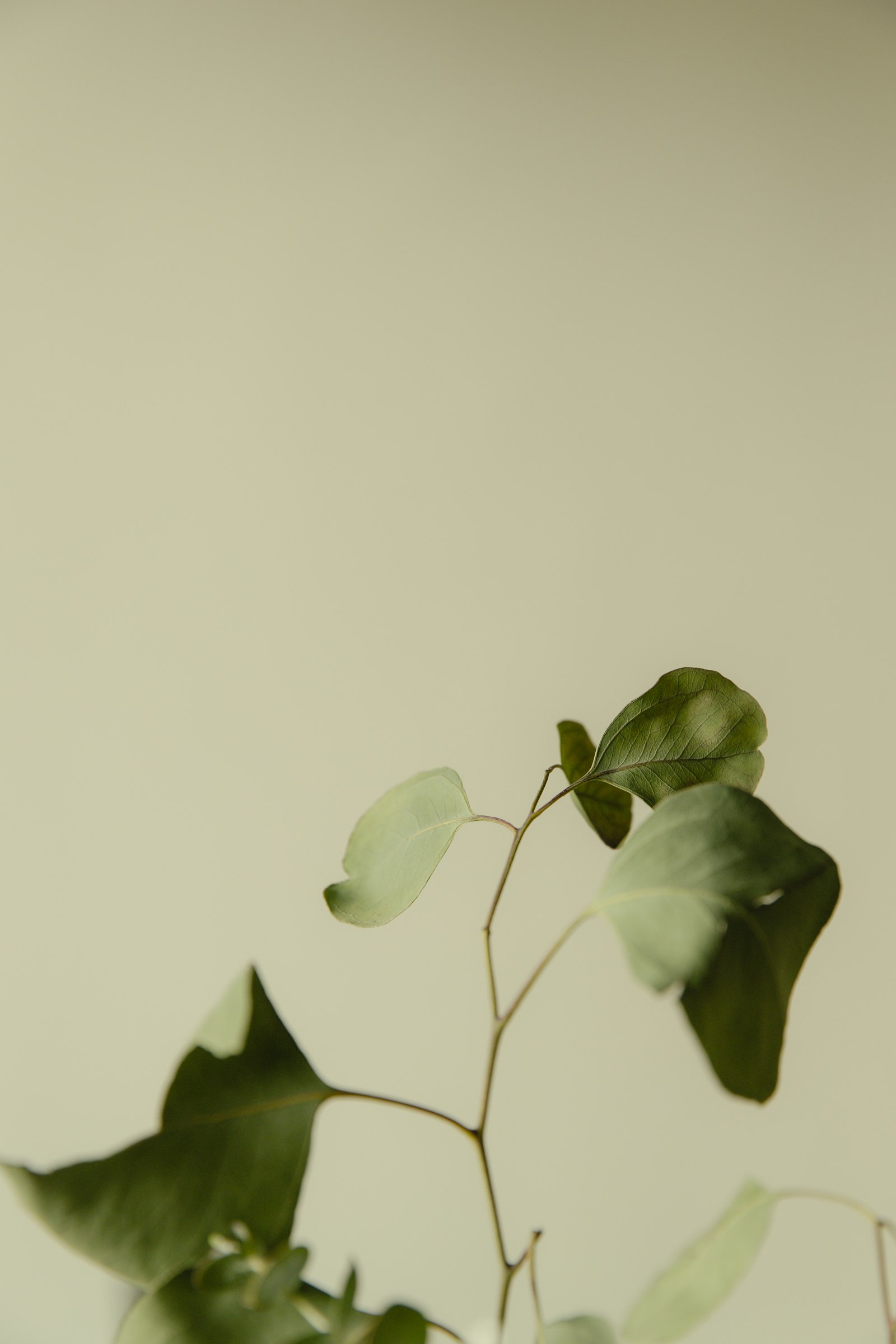 Eucalyptus stems against a soft sage background